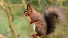 Eichhörnchen (27).jpg